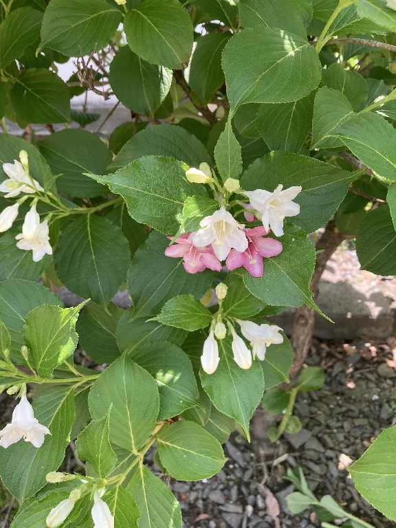 当山のウツギの花は白からピンクへと変化していきます。 純白の花は「卯の花」と呼ばれて詩歌に詠まれて親しまれてきました。 清少納言の随筆「枕草子」では、卯の花と同じく初夏の風物詩であるホトトギスの鳴声を聞きに行った、清少納言一行が卯の花の枝を折って車に飾って帰京する話があります。