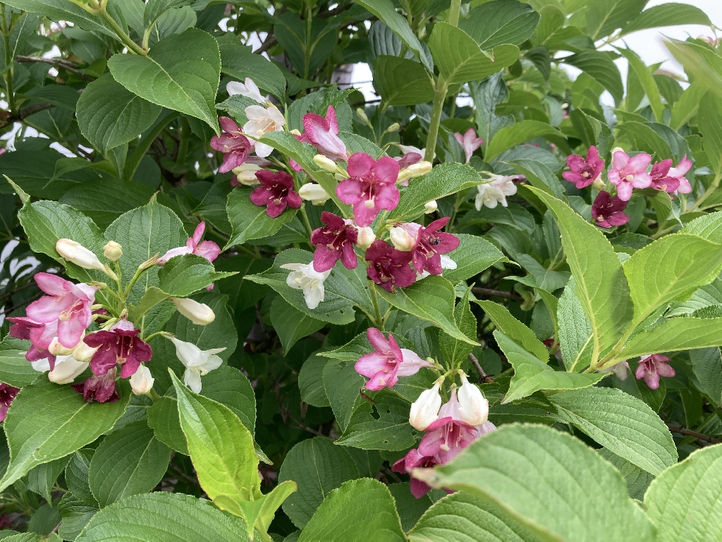 5月25日撮影。 ピンク色に変化してきました。 ウツギは俳句や歌にしばしば登場し、雅な植物として扱われているようです。 当山の観音堂脇のウツギが開花しております。今が見どころですのでお参りの際は是非鑑賞して下さい。