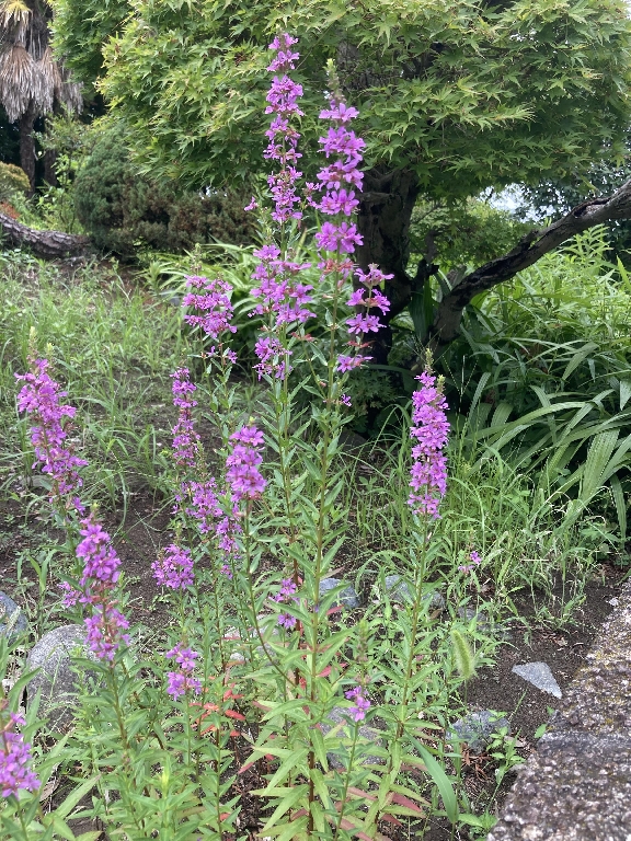 ミソハギが咲き始めました。 お盆の時期が近づいてきていると感じます。