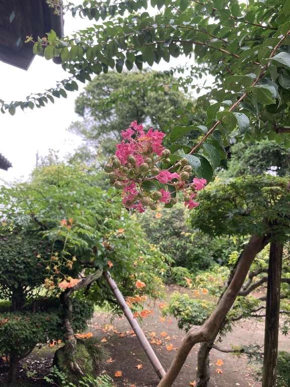 百日紅(サルスベリ)の花も開花し始めました。 10月頃まで楽しめます。